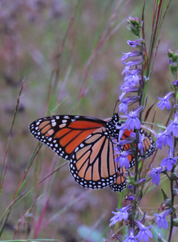 Monarch - female